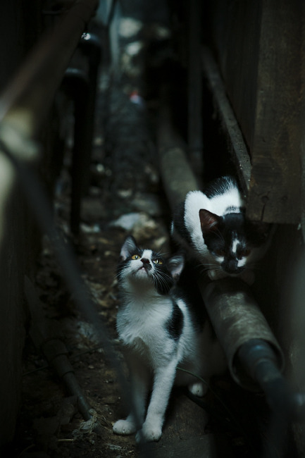 自由泳前四澳洲独占其三，澳大利亚200米自由泳冠军