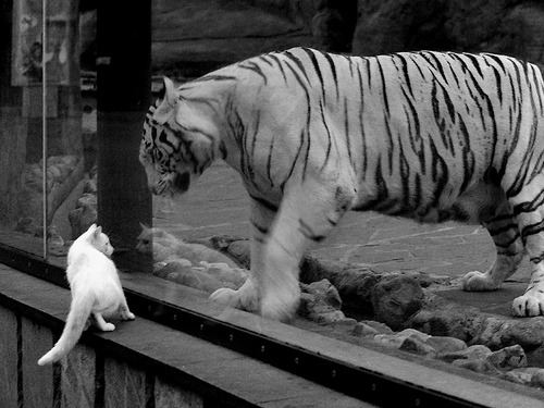 德甲球迷的文化认同感提升，德甲的风格